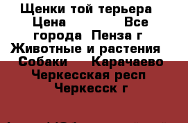 Щенки той терьера › Цена ­ 10 000 - Все города, Пенза г. Животные и растения » Собаки   . Карачаево-Черкесская респ.,Черкесск г.